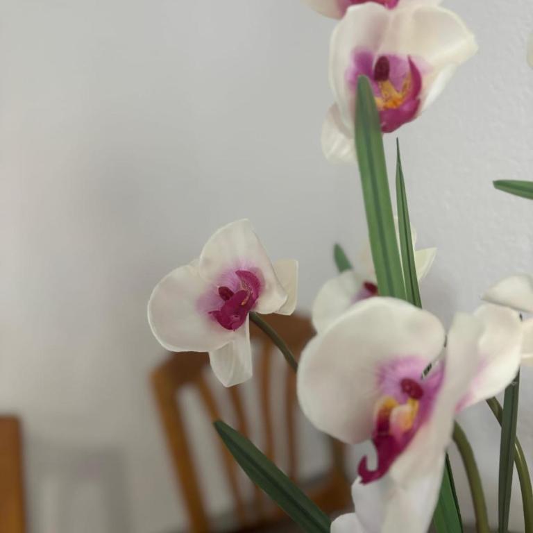 Comfort F & F Apartment - Apartman sa 2 Spavaće Sobe - 7