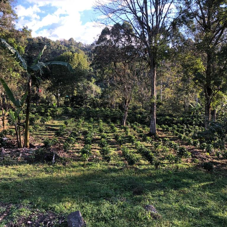 Cabaña tipo glamping en finca cafetera con zonas verdes, avistamiento de aves, paisaje cafetero - Chalet de 1 dormitorio - 5