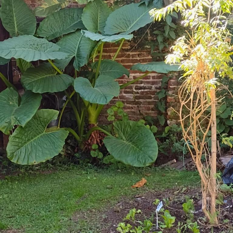Casa San Isidro pileta jardín parrilla a metros del río - Casa de 3 dormitorios - 10