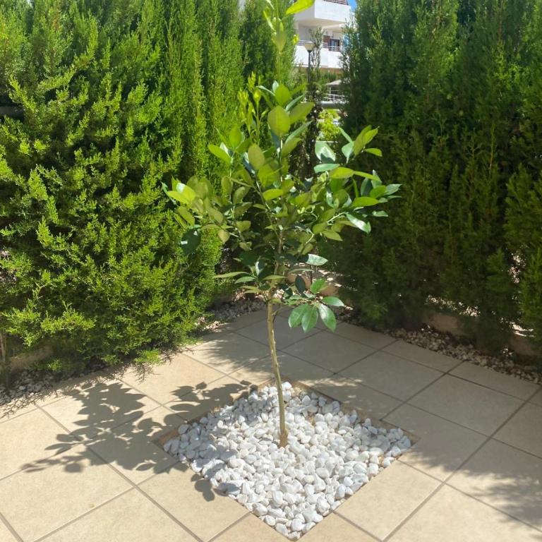 Casa Maye Terrazas de Campoamor - Apartment mit 2 Schlafzimmern - 24