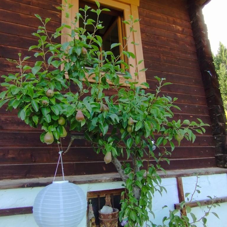 Panoramablick Line - Apartment - 22