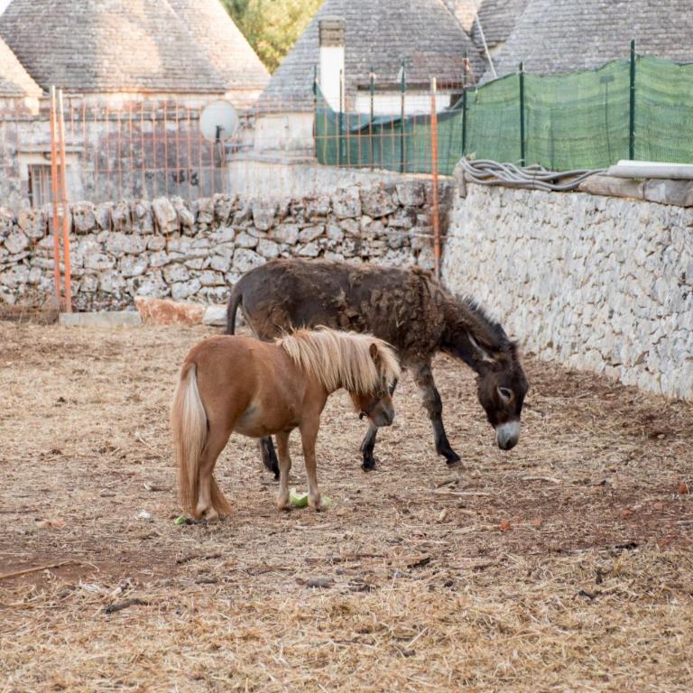 Trullo Cinquenoci Suite - One-Bedroom House - 3