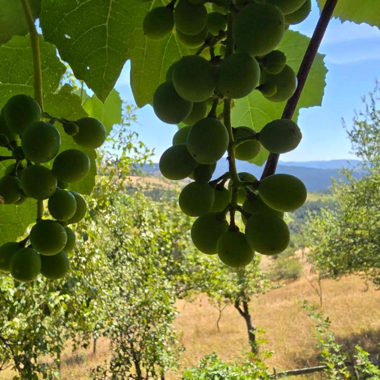 Miliceva ruza - Kuća sa 3 Spavaće Sobe - 20