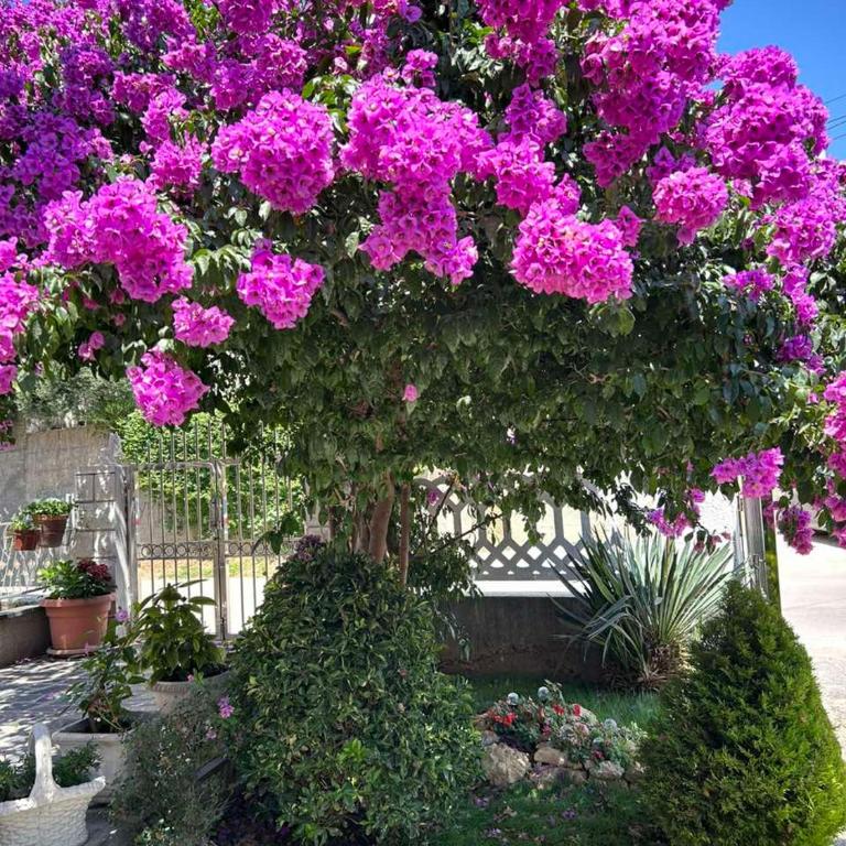 Apartmani Andrijana - Apartman sa 2 Spavaće Sobe - 8