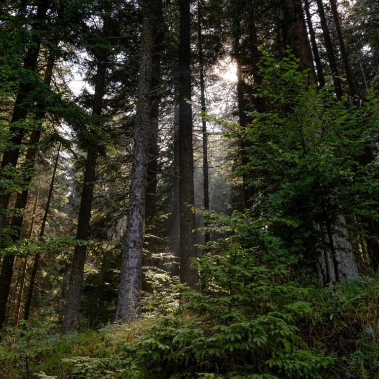 Viktorija chalet - Two-Bedroom Chalet - 73
