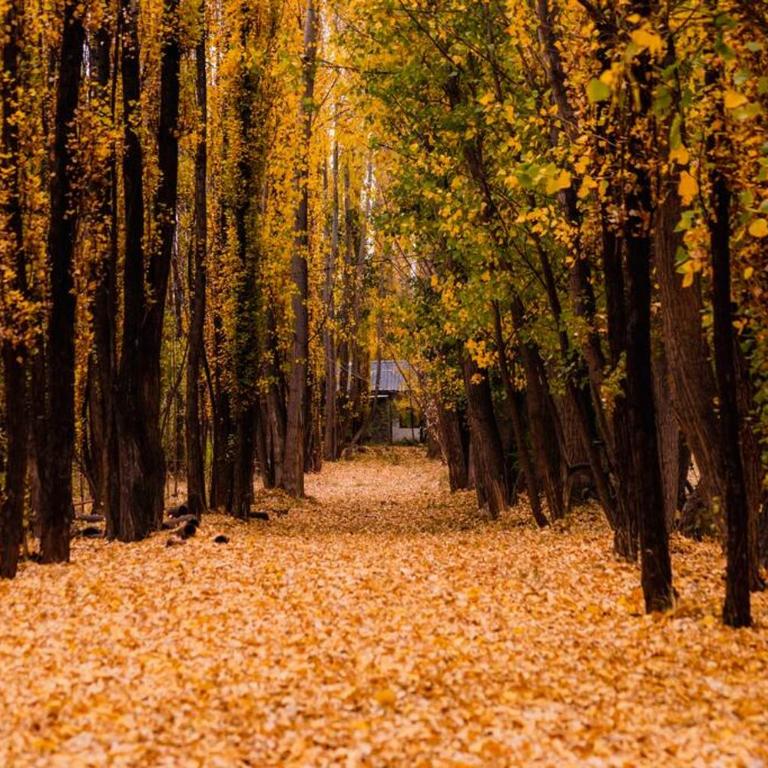 Bosque de Sol cabaña 1 - Apartamento de 1 dormitorio con balcón - 19