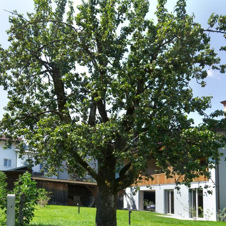 Adlerhaus, Gartenwohnung -410- - Apartment - 11
