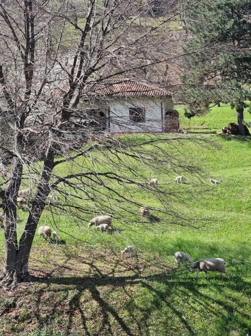 Como Lake Green Oasis - Appartamento con 2 Camere da Letto - 22