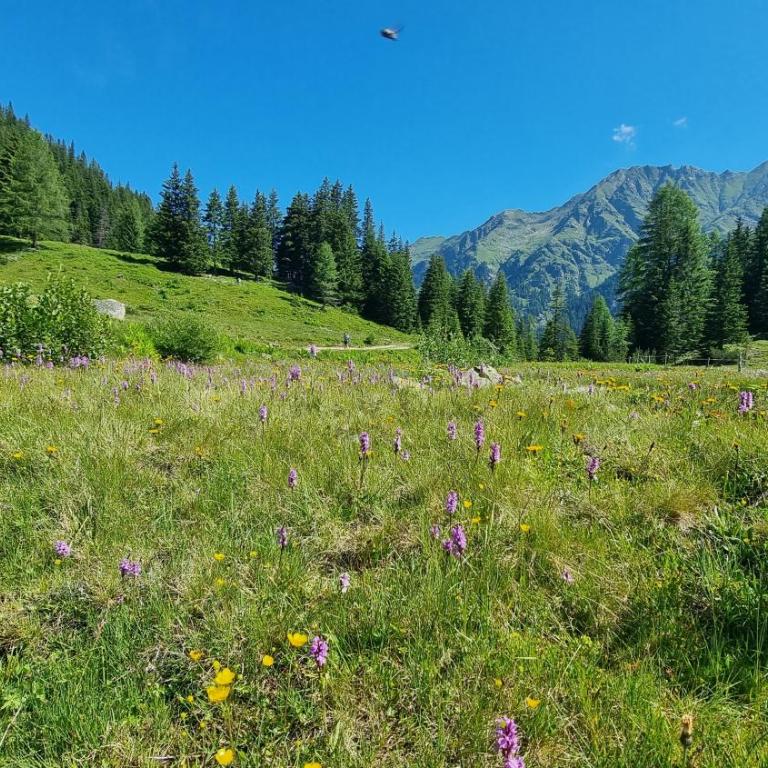 Schladming Planai View Top 12 - Apartment mit 2 Schlafzimmern - 6
