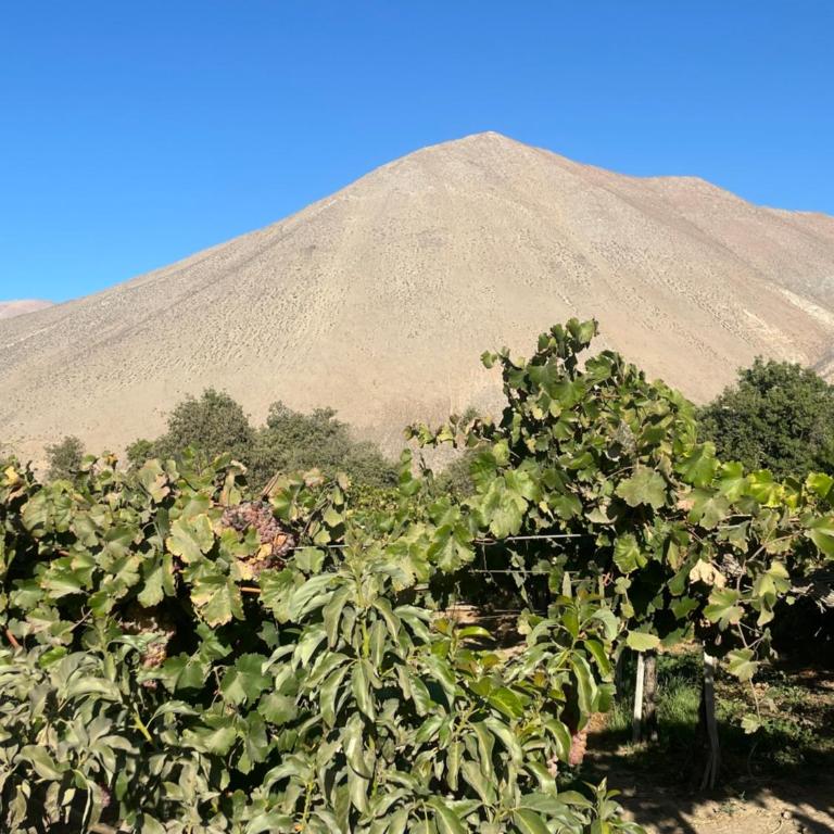 Casa campestre Valle del Elqui - Casa de 3 dormitorios - 2