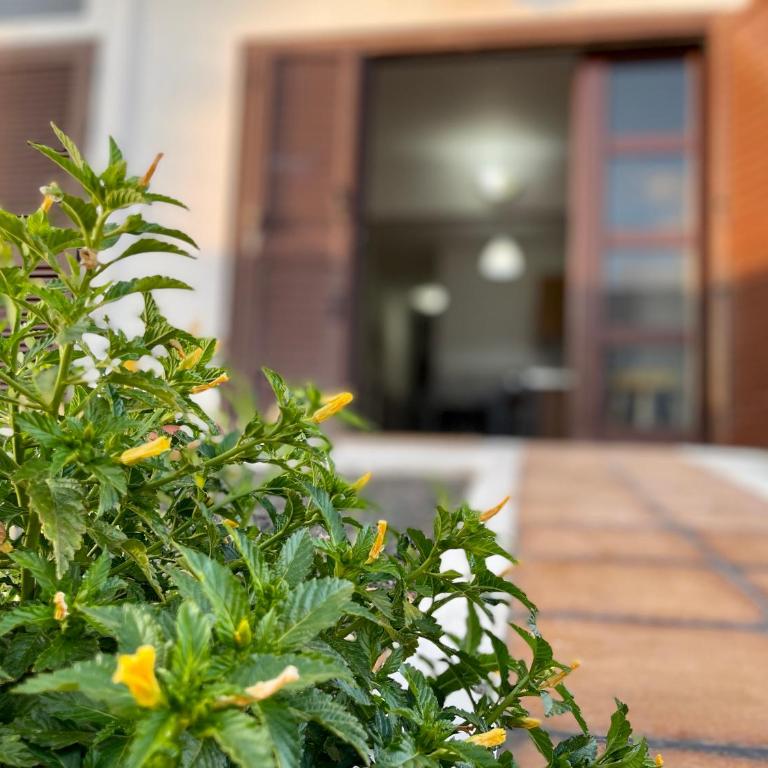 Casita de Marta Lanzarote - Apartamento de 2 dormitorios - 21