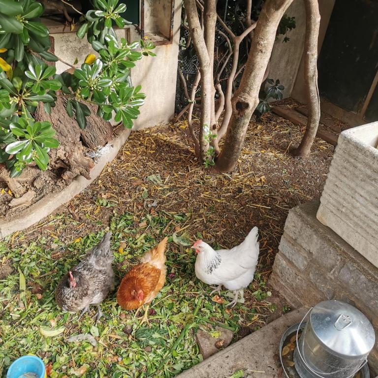 Maison familiale avec jardin - Villa - 28