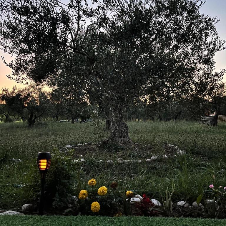 Salty Olives - Kuća sa 1 Spavaćom Sobom - 6