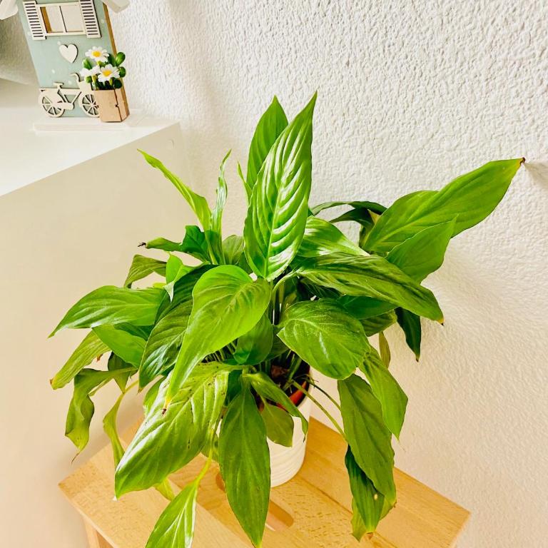 Precioso Apartamento playa Pinedo Valencia - Three-Bedroom Apartment - 19