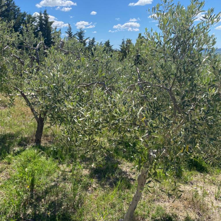 Villa Vittoria - Appartamento con doccia - 15