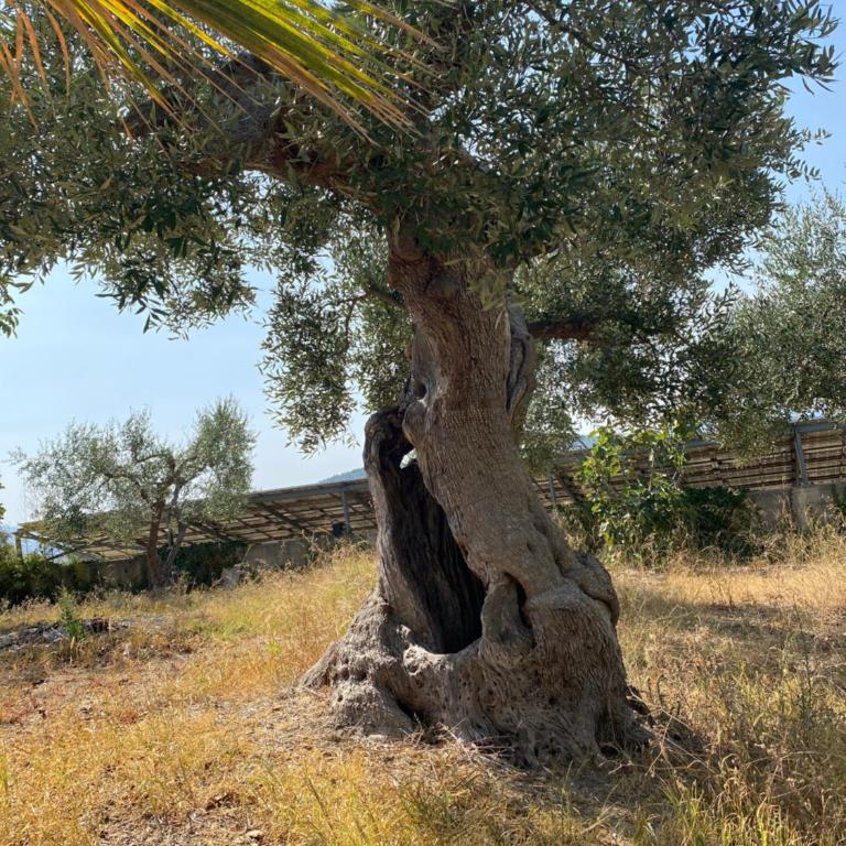 Villa Vittoria - Appartamento con doccia - 9