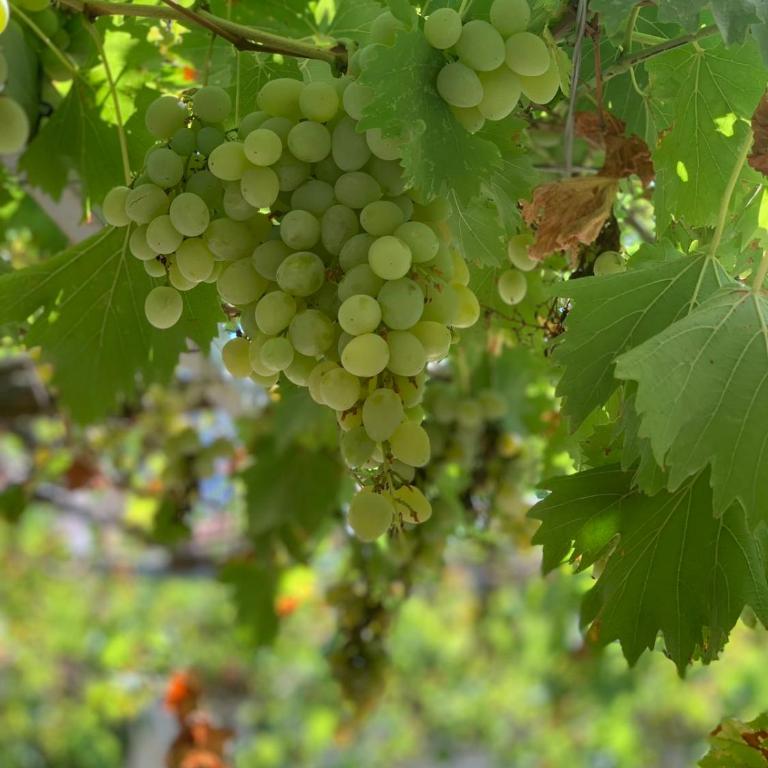 Kućica Bojana - Kuća sa 1 Spavaćom Sobom - 2
