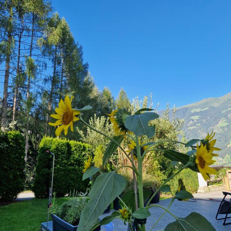Haus Roland - Apartment with Garden - 8