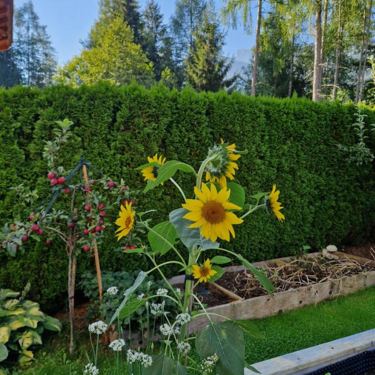 Haus Roland - Apartment with Garden - 6