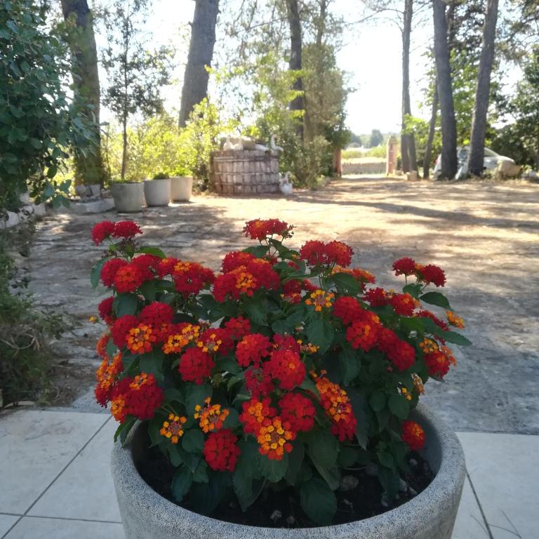I trulli di Maselluzzo - Casa Vacanze con 3 Camere da Letto - 12