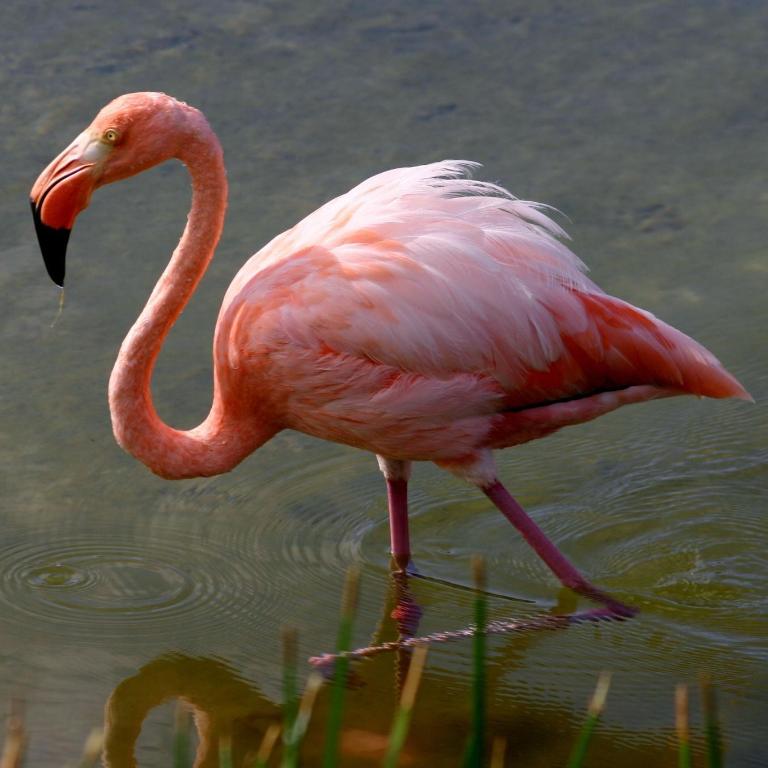 GALAPAGOS Flamingos - One-Bedroom Apartment - 15