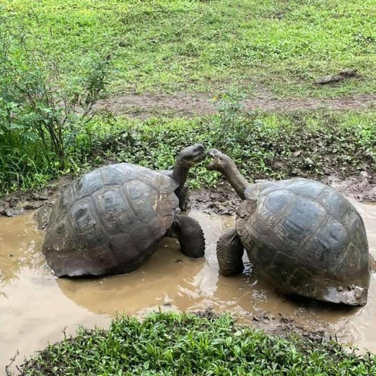 GALAPAGOS Flamingos - One-Bedroom Apartment - 30