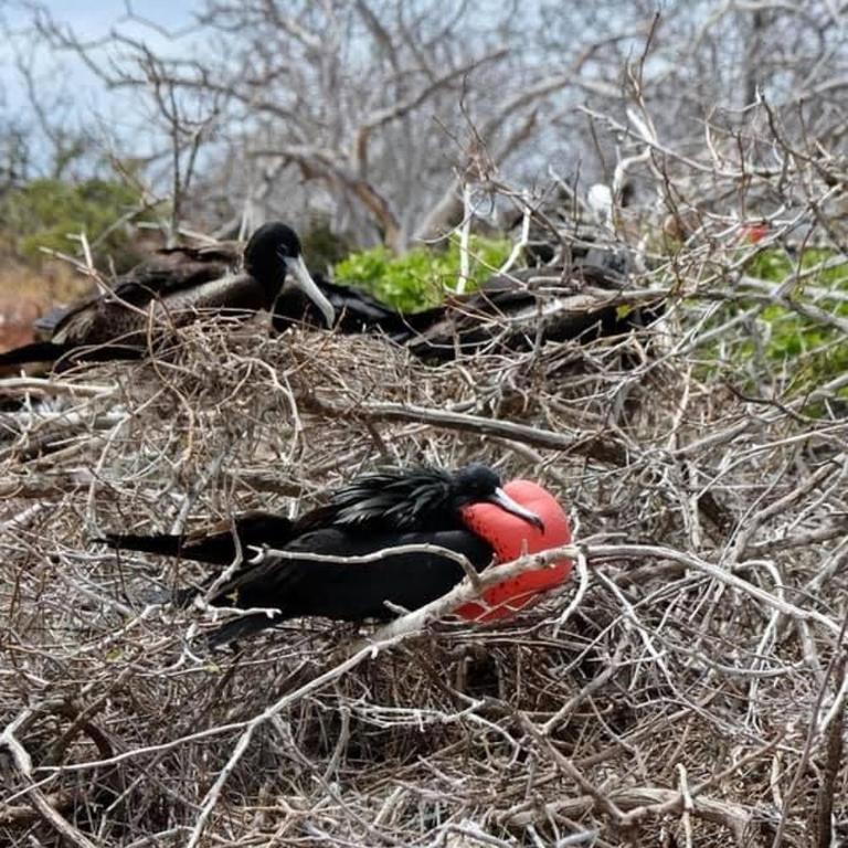 GALAPAGOS Flamingos - One-Bedroom Apartment - 32