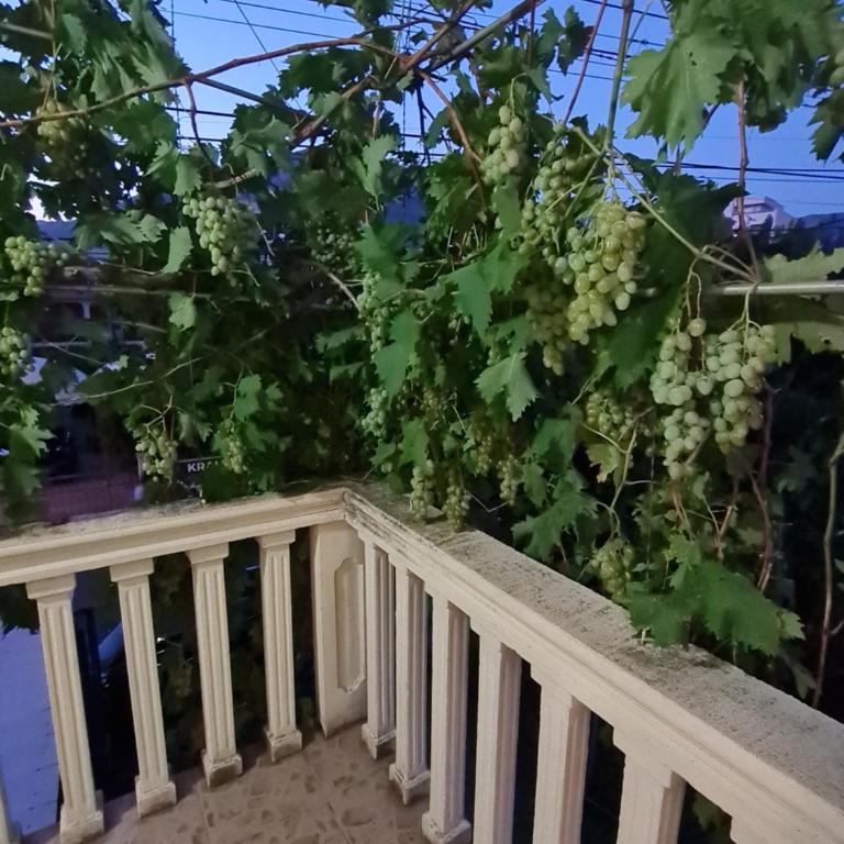 Apartmani Sanja - Apartman sa 1 Spavaćom Sobom - 3