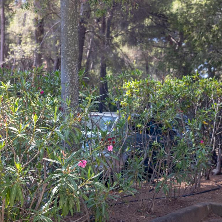 Le Sissi - Havre de Paix à Sanary - Apartment mit Gartenblick - 13