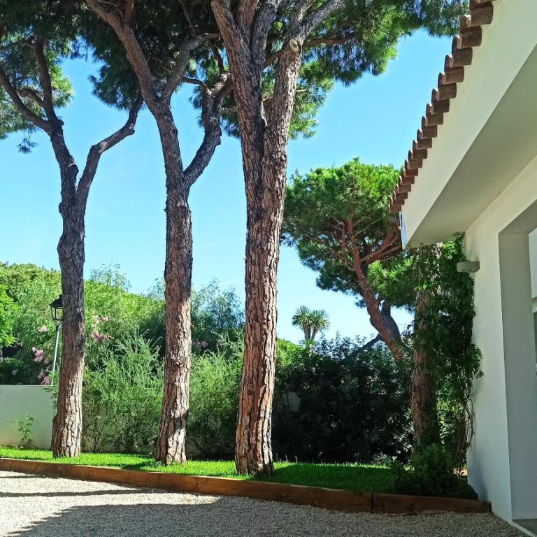 Diseño y luz entre los pinos - Casa - 65