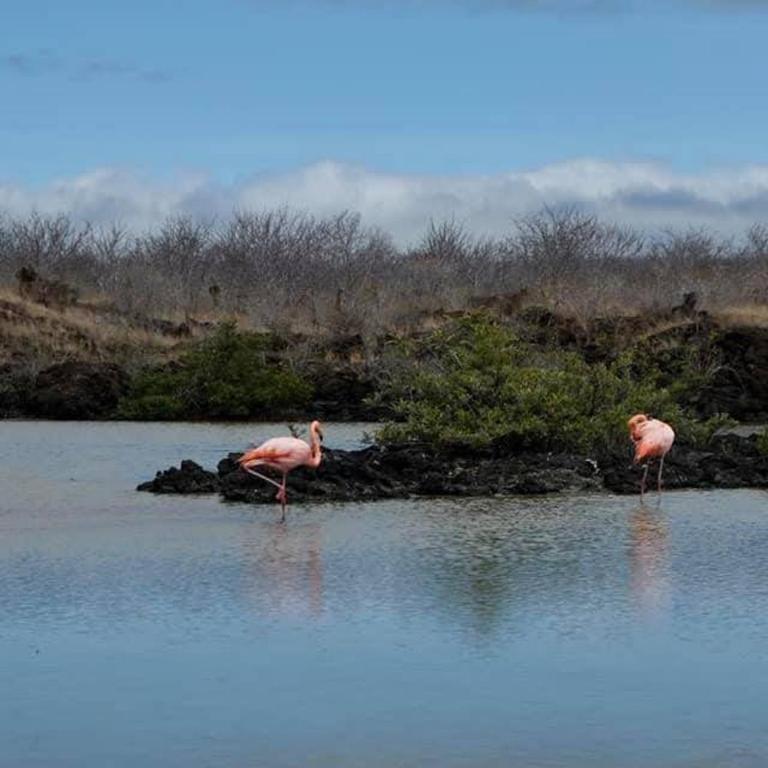 GALAPAGOS Flamingos - One-Bedroom Apartment - 4
