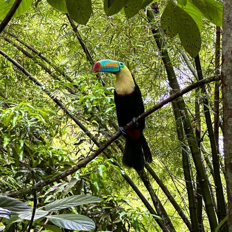 Casa Arimaca, Minca, Sierra Nevada de Santa Marta - Three-Bedroom House - 15