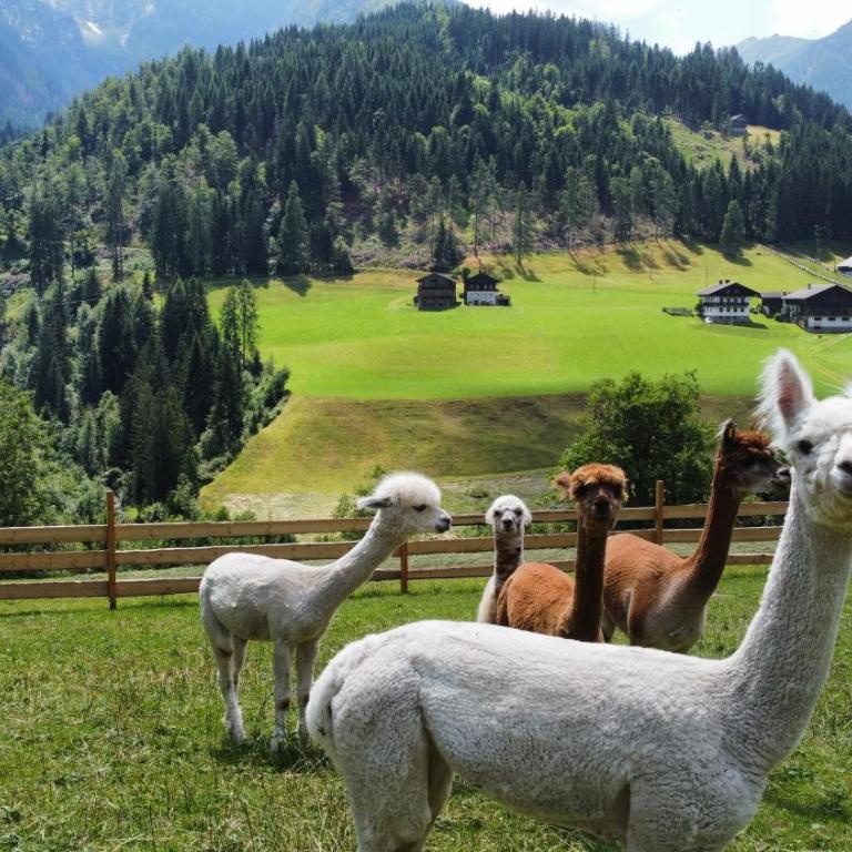 Alpakahof Strieder - Apartment mit Blick auf die Berge - 12