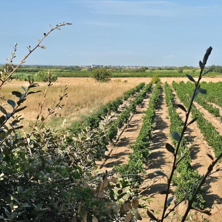 Domaine des Lions - Gîte en duplex confortable pour 4p vue vignes avec terrasse - Casa de 2 dormitorios - 28