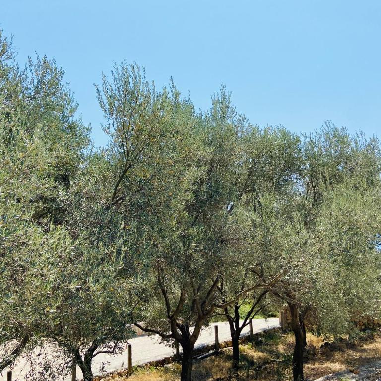 Olive stone house, Ulcinj - Apartman sa 1 Spavaćom Sobom - 4