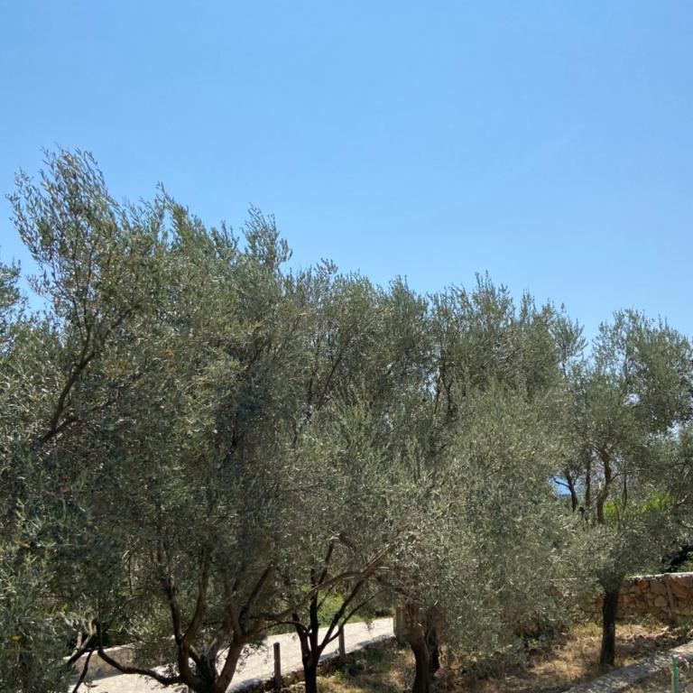 Olive stone house, Ulcinj - Apartman sa 1 Spavaćom Sobom - 5