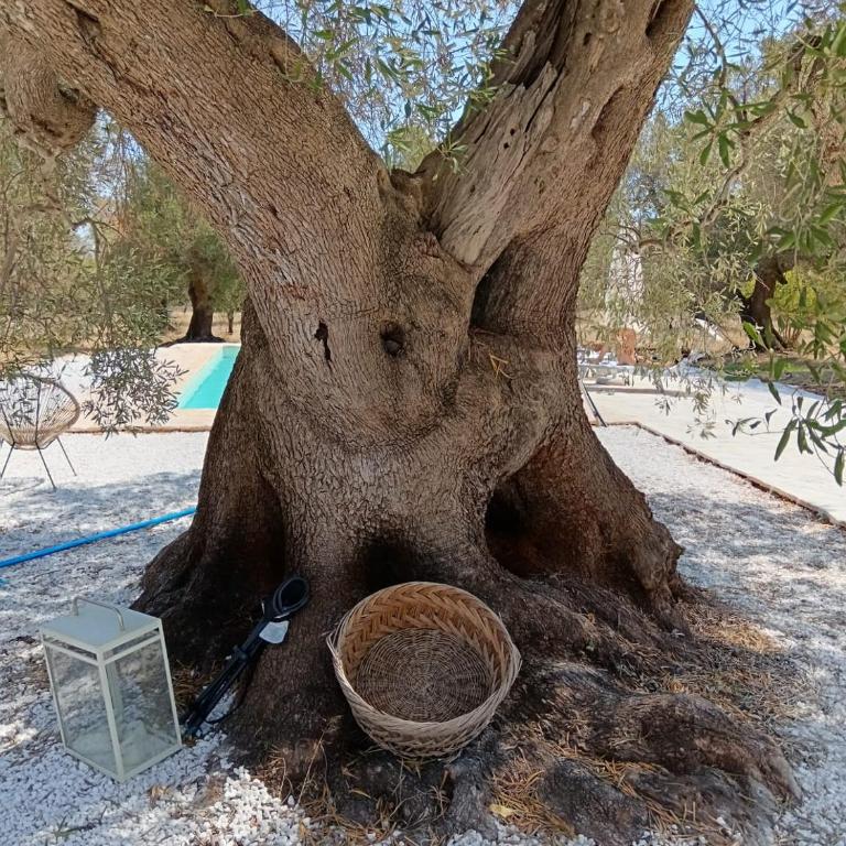 Trullo Terracielo - Villa con 1 Camera da Letto - 17