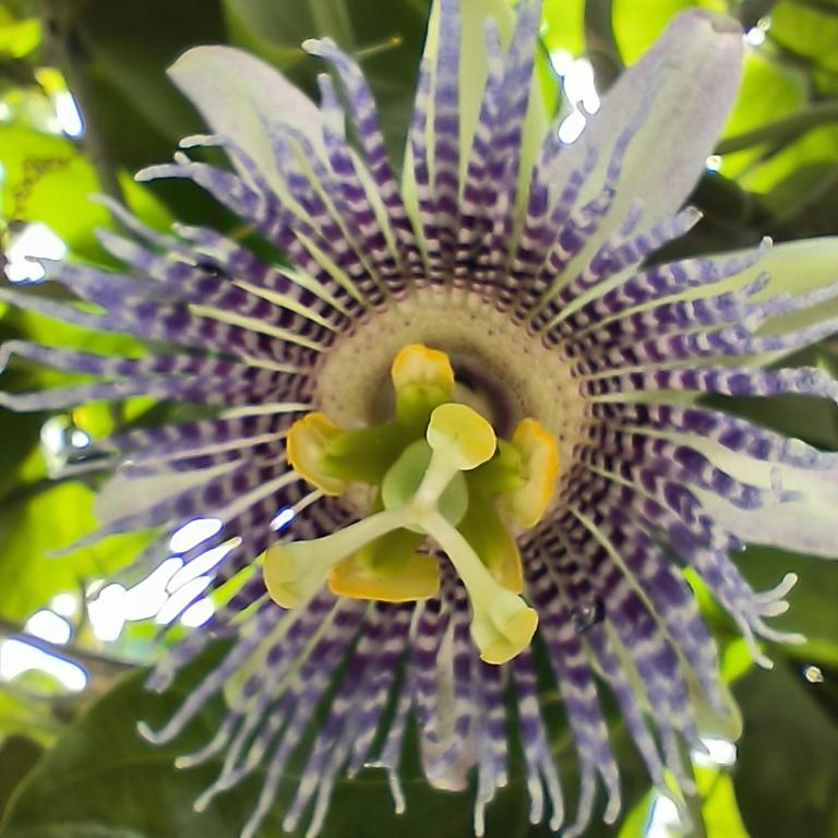 Magic Jardín Hostel - Patio, Balcony & Rooftop - Bed in 4-Bed Mixed Dormitory Room - 3