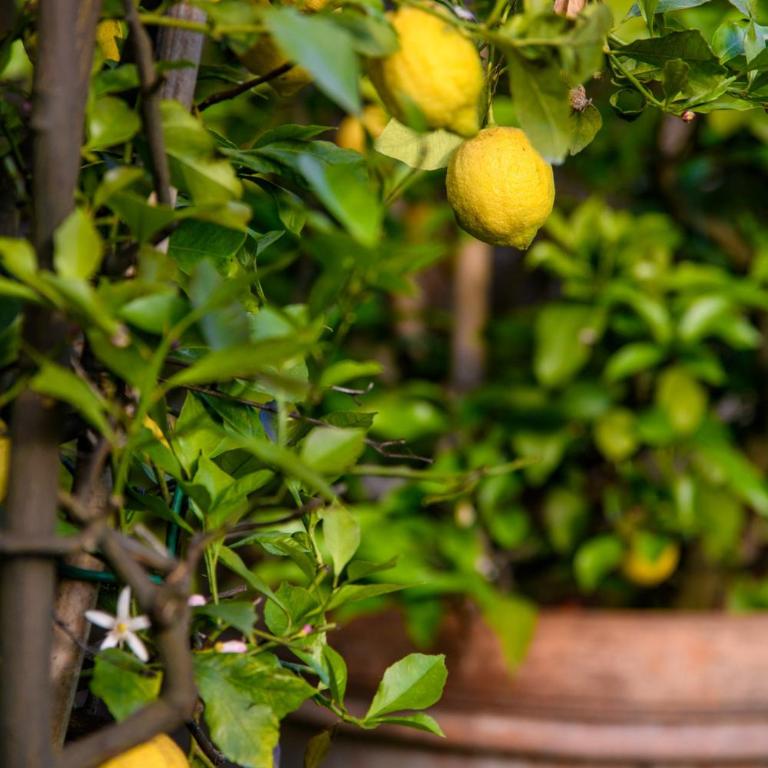 Citrus Charm Farmhouse, a Country Villa with Pool - Villa con 3 Camere da Letto - 62