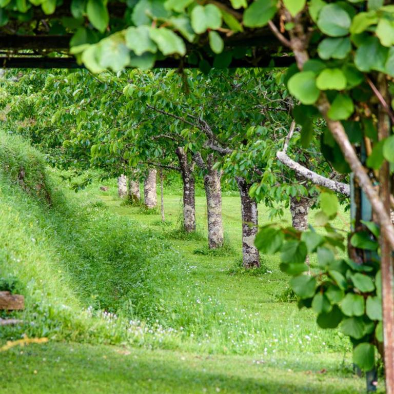 Citrus Charm Farmhouse, a Country Villa with Pool - Villa con 3 Camere da Letto - 60