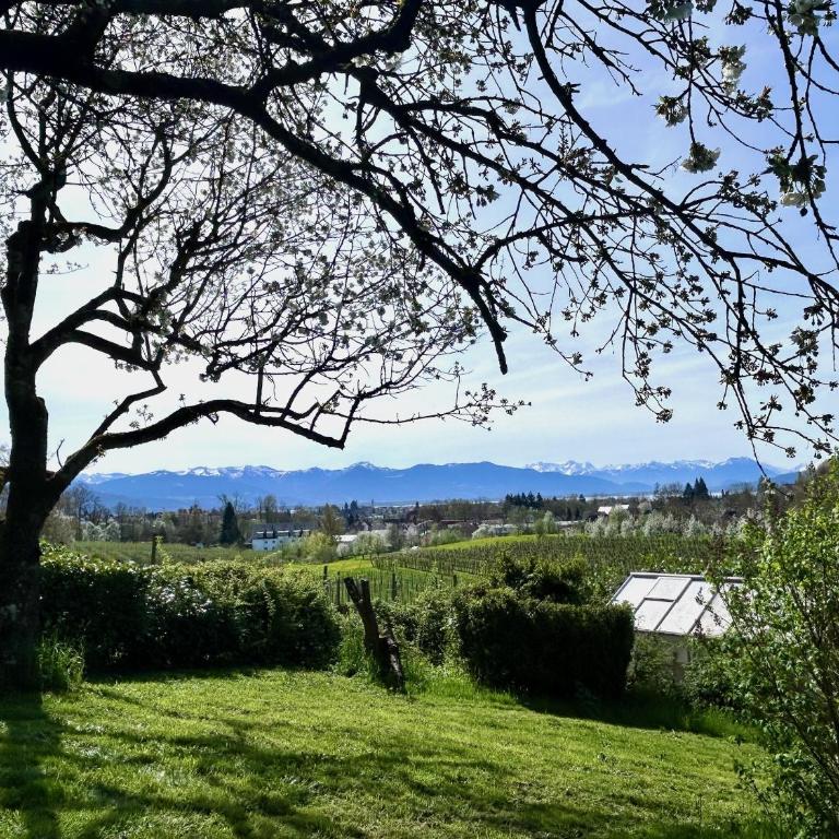Ferienwohnung Weinberg Idyll 2 - Panoramablick zum Bodensee - Apartment mit Seeblick - 15