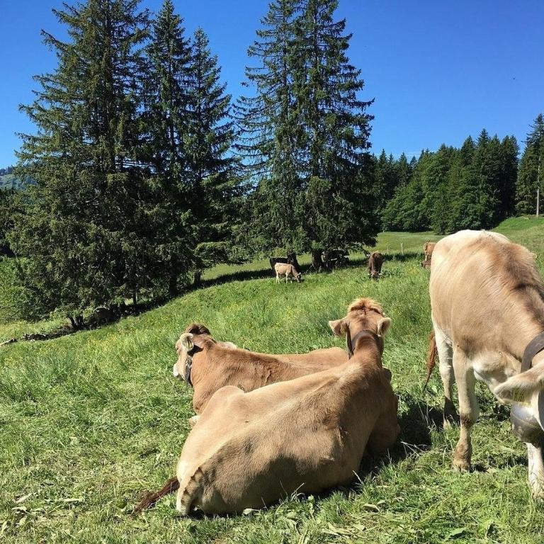 Ferienhaus Nr 38, Kategorie Komfort, Feriendorf Hochbergle, Allgäu - Ferienhaus - 19