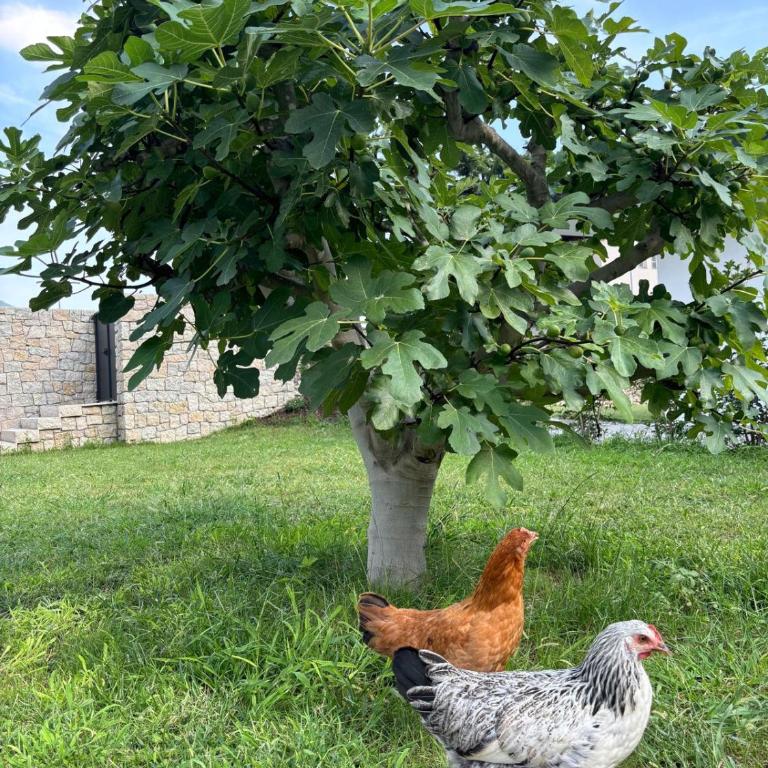 La Casa nella Vigna - Appartamento con 3 Camere da Letto - 11