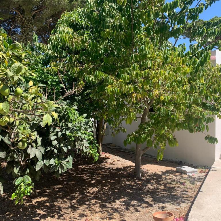 Villa Charro - Three-Bedroom House - 45
