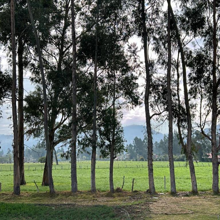 Alojamiento en Cajamarca Cabañas a 10 min del centro - Casa de 2 dormitorios - 11