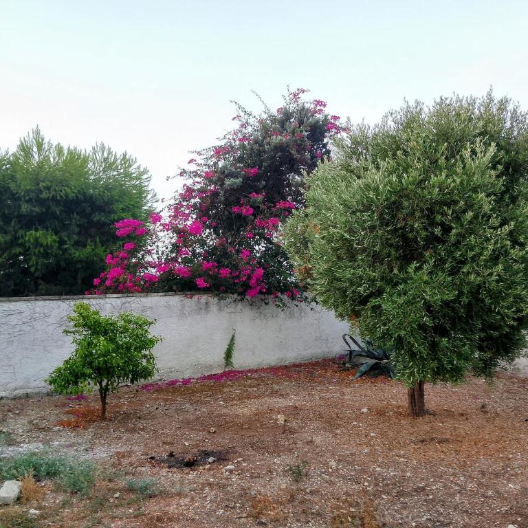 Alloggio masseria belvedere - Appartamento con 1 Camera da Letto - 15