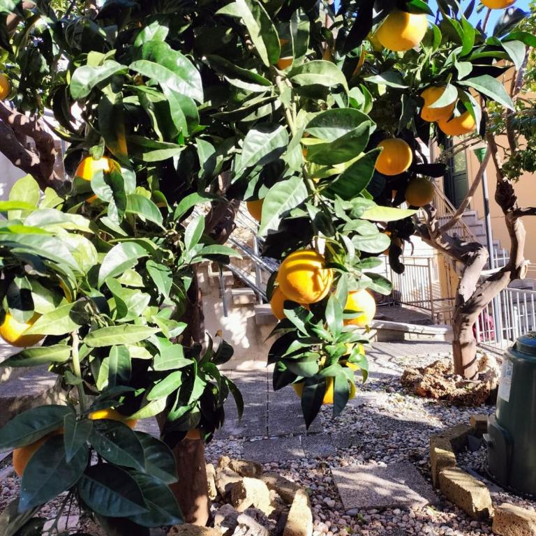 Corte degli Agrumi - Casa Vacanze - Appartamento con 1 Camera da Letto - 19