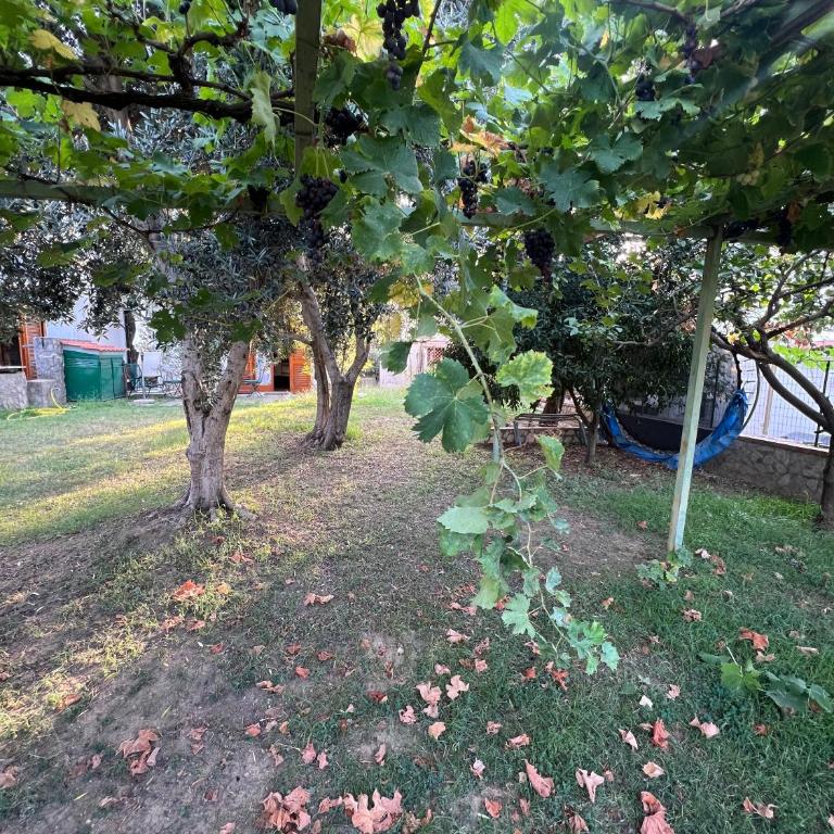 Le Gemelle - Appartamento - 16