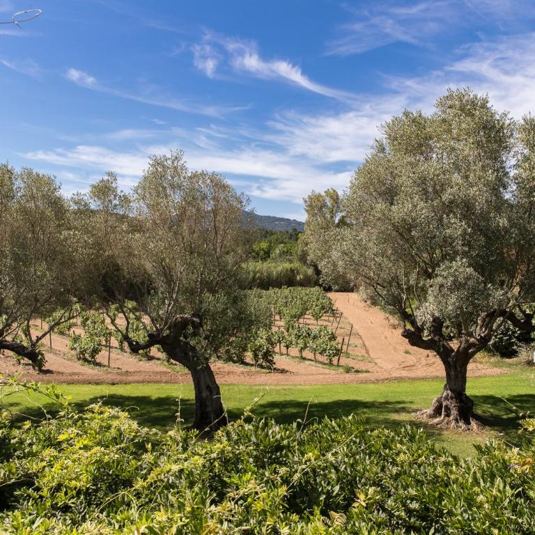 Domaine Les Mésanges - Suite Junior con balcón - 2