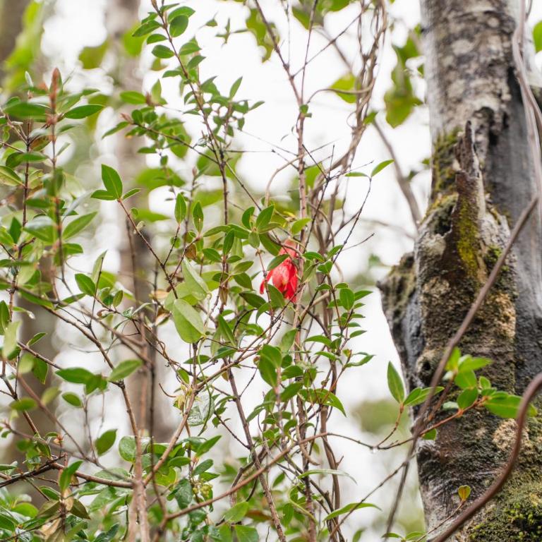 Pucón Rec-Lodge Cabaña Loro Tricahue - Casa de 2 dormitorios - 32